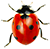 fusion ladybug